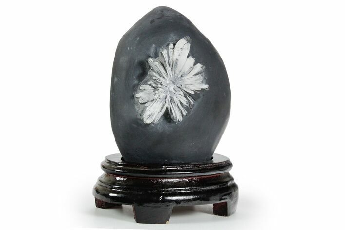 Polished Chrysanthemum Stone in Wood Base - China #352117